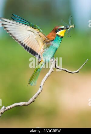 Gruccione (Merops apiaster) con catturato dragonfly terre sul ramo, Frejus, Francia Foto Stock