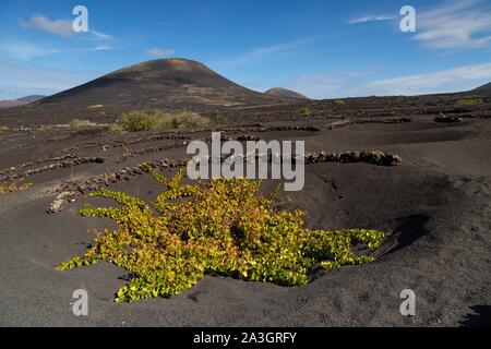 Spagna Isole Canarie Lanzarote Island, La G?ria, riserva della biosfera, vigneti vicino a Yaiza Foto Stock