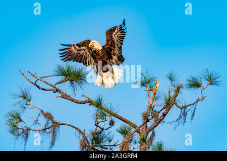 American aquila calva di atterraggio su un ramo di albero Foto Stock