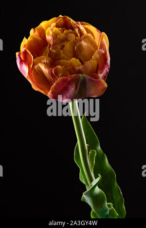 Bella singola orange tulip isolata su uno sfondo nero. Giallo, arancione, rosso, marrone, tutti i colori caldi in un unico fiore Foto Stock