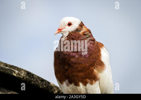 Österreichischer Ganselkröpfer - un piccione minacciate di estinzione della razza dall' Austria Foto Stock