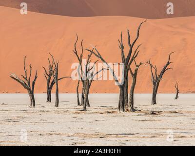 La Namibia, Hardap provincia, Namib-Naukluft National Park, Deadvlei Foto Stock