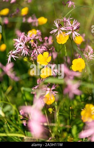 Francia, Puy de Dome, Hotel a Marsac en Livradois, il parco naturale regionale di Livradois Forez, intorno al laghetto Riols Foto Stock