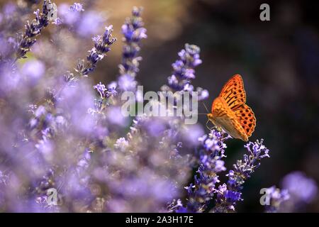 Francia, Vaucluse, parco naturale regionale del Luberon, Bonnieux, butterfly Silver lavato fritillary (Argynnis paphia) su un filamento di lavanda in fiore Foto Stock