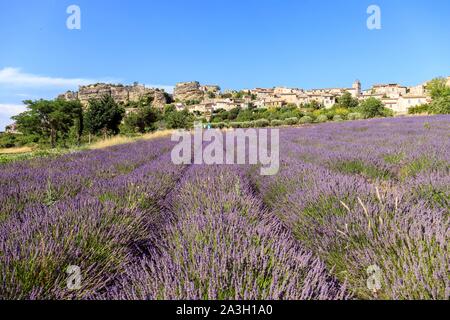 Francia, Vaucluse, riserva naturale regionale del Luberon, Saignon, campo di lavanda in fiore ai piedi del villaggio Foto Stock