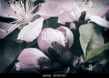 Boccioli di fiori di un Apple-tree e foglie su un Apple-ramo di albero in primavera. Foto Stock