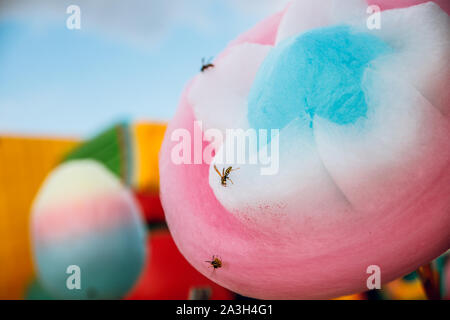 Vespe amore dolci. Wasp siede sulla caramella di cotone. Foto Stock