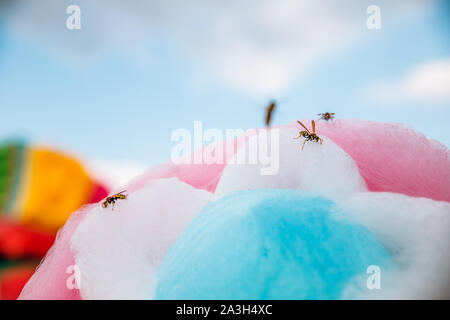 Vespe amore dolci. Wasp siede sulla caramella di cotone. Foto Stock