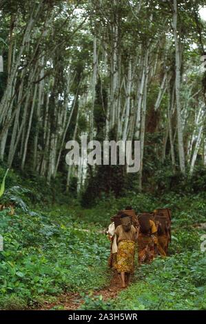 Congo, Est Lobeke, Baka donne crescono piante come le banane da cuocere, i tuberi di manioca e di banane e praticare l'apicoltura Foto Stock