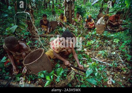 Congo, Est Lobeke, Baka donne crescono piante come le banane da cuocere, i tuberi di manioca e di banane e praticare l'apicoltura Foto Stock