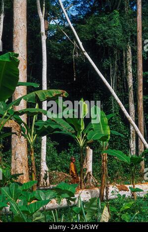 Congo, Est Lobeke, Baka donne crescono piante come le banane da cuocere, i tuberi di manioca e di banane e praticare l'apicoltura Foto Stock