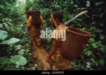 Congo, Est Lobeke, Baka donne crescono piante come le banane da cuocere, i tuberi di manioca e di banane e praticare l'apicoltura Foto Stock