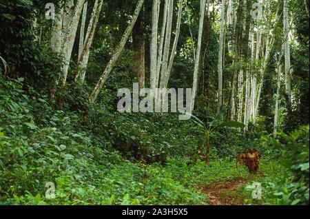 Congo, Est Lobeke, Baka donne crescono piante come le banane da cuocere, i tuberi di manioca e di banane e praticare l'apicoltura Foto Stock