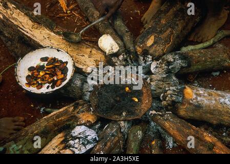 Congo, Est Lobeke, Baka donne crescono piante come le banane da cuocere, i tuberi di manioca e di banane e praticare l'apicoltura Foto Stock