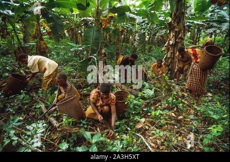 Congo, Est Lobeke, Baka donne crescono piante come le banane da cuocere, i tuberi di manioca e di banane e praticare l'apicoltura Foto Stock