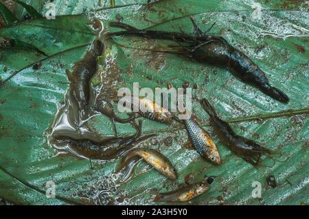 Congo, Est Lobeke, il metodo di pesca praticata da donne Baka, diga è la pesca Foto Stock