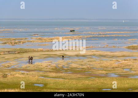 Francia, Somme, Somme Bay, Saint Valery sur Somme, Cape Hornu, grandi maree nella baia della Somme salato prati di Cape Hornu gradualmente invaso dal mare flottante capanne di caccia indietro con la presenza di marea di cacciatori Foto Stock