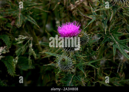 Scottish thistle che cresce in un campo highland Foto Stock