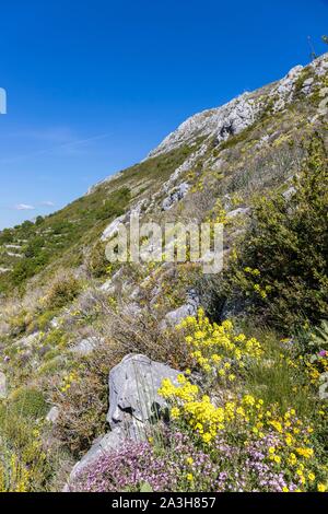 Francia, Alpes Maritimes, Parc Naturel Regional des Prealpes d'Azur, Coursegoules, Cheiron mountain Foto Stock