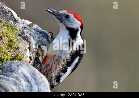 Francia, Doubs, bird, Picchio Rosso (Dendrocopos medius) foraggio su un tronco vecchio Foto Stock