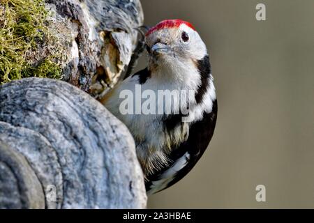 Francia, Doubs, bird, Picchio Rosso (Dendrocopos medius) foraggio su un tronco vecchio Foto Stock