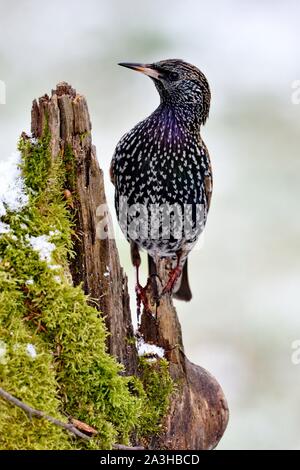 Francia, Doubs, bird, starling (Sturnus vulgaris) arroccato su una radice Foto Stock