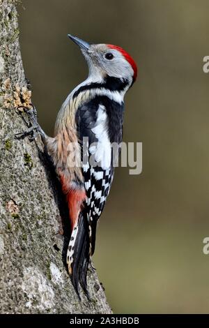 Francia, Doubs, bird, Picchio Rosso (Dendrocopos medius) foraggio su un tronco vecchio Foto Stock