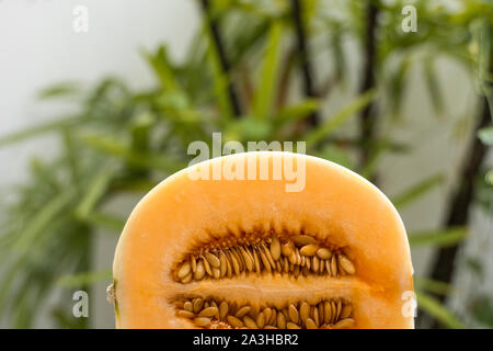 Dolci fresche melone arancione con un albero di palma sullo sfondo. Utile e ricco di vitamine il cibo. Vegetariani. Foto Stock