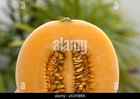 Dolci fresche melone arancione con un albero di palma sullo sfondo. Utile e ricco di vitamine il cibo. Vegetariani. Foto Stock