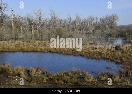 Francia, Haut Rhin, Saint Louis, riserva naturale dell'alsaziano della Piccola Camargue, grande cormorano (Phalacrocorax carbo) e Cicogna bianca (Ciconia ciconia) su i nidi Foto Stock