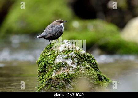 Francia, Doubs, Creuse Valley, bird, Cincle diver (Cinclus cinclus) Foto Stock