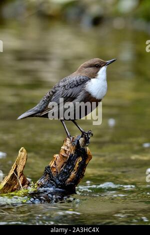 Francia, Doubs, Creuse Valley, bird, Cincle diver (Cinclus cinclus) Foto Stock