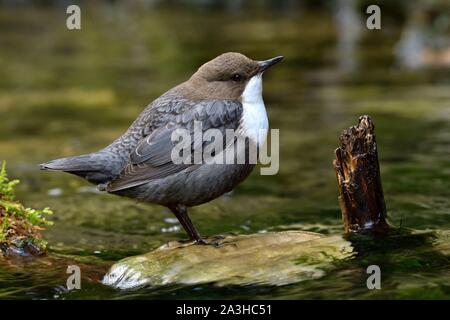 Francia, Doubs, Creuse Valley, bird, Cincle diver (Cinclus cinclus) Foto Stock