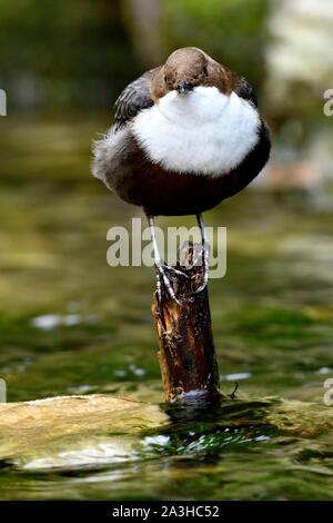 Francia, Doubs, Creuse Valley, bird, Cincle diver (Cinclus cinclus) Foto Stock