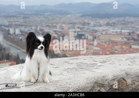 Outdoor ritratto di Papillon cane, Continental Toy Spaniel, in bianco e nero. Per lo sfondo è la città. Celje. La foto in orizzontale. Foto Stock