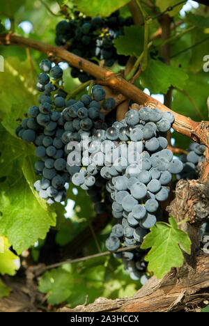 I grappoli di uva matura sulla vite in autunno Foto Stock
