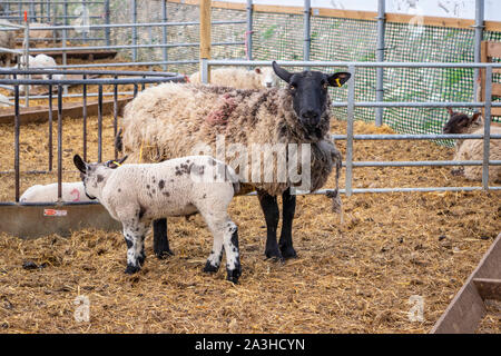 Le pecore e gli agnelli in poli tunnel su una fattoria in Northumberland Foto Stock