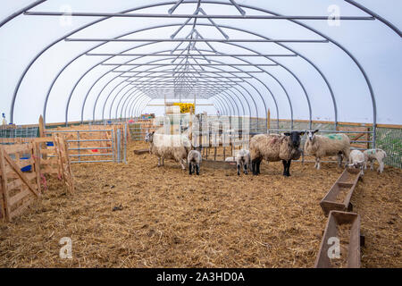 Le pecore e gli agnelli in poli tunnel su una fattoria in Northumberland Foto Stock