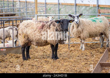 Le pecore e gli agnelli in poli tunnel su una fattoria in Northumberland Foto Stock