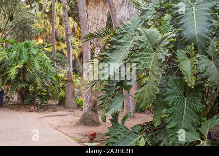 Sentiero Natura di Balboa Park. San Diego, California, Stati Uniti d'America. Foto Stock