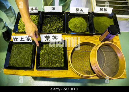 Diverse qualità di tè. Sencha è ben riconoscibile dalle foglie a forma di ago. Fabbrica di tè verde ad Hamamatsu, Giappone Foto Stock