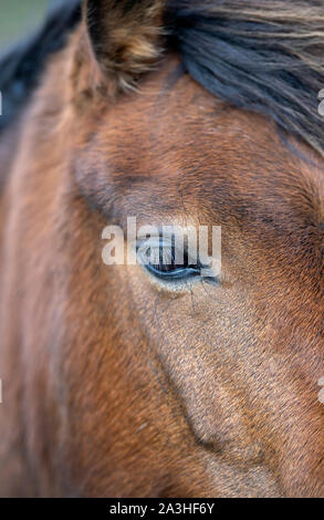 Close-up di un cavallo del volto Foto Stock