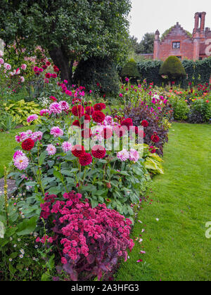 Chenies Manor Sunken giardino Dahlia a tempo con il melo, Manor House nel ritratto aspetto.;"Crème de Cassis' dalie, rosso scuro e malva blumi. Foto Stock