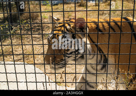 Adulti in tiger zoo dietro il recinto Foto Stock