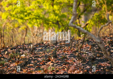 La Mangusta nastrati (Mungos mungo) nel Parco Nazionale di Kafue. Zambia Foto Stock