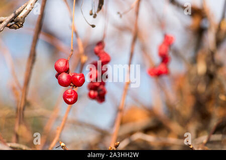 Cluster di rosse bacche alla citronella sullo sfondo dei vitigni sfocate con volato foglie. Sfondo. Foto Stock