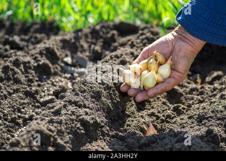 La mano di una donna agricoltore detiene una manciata di cipolla piccola lampadine per piantare contro uno sfondo di letti di argilla bianca con granuli di fertilizzante e b Foto Stock