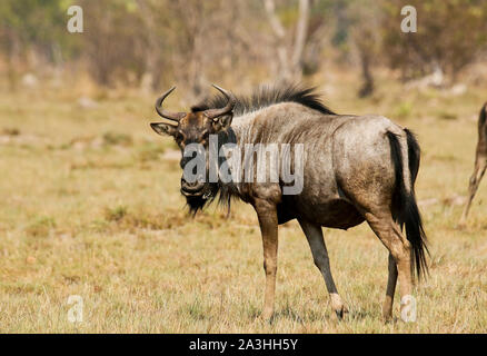La GNU/Wildebeest di Cookson (Connochaetes gnou cooksonni) nelle pianure di Busanga. Parco nazionale di Kafue. Zambia Foto Stock