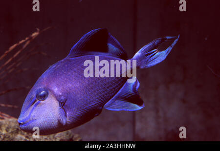 Red-dentata pesci balestra (Odonus niger) Foto Stock