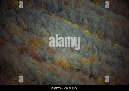 Bosco in autunno la montagna di Palencia Foto Stock